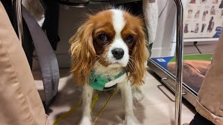 Vanilla’s spay surgery adventure 1: Going to the vet for her surgery