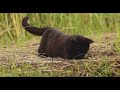 Cat Catches Mouse