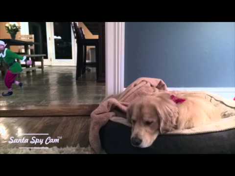 THE WORST GAURD DOG EVER.