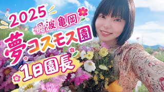 丹波亀岡 夢コスモス園1日園長したよ！【2025.10.11】