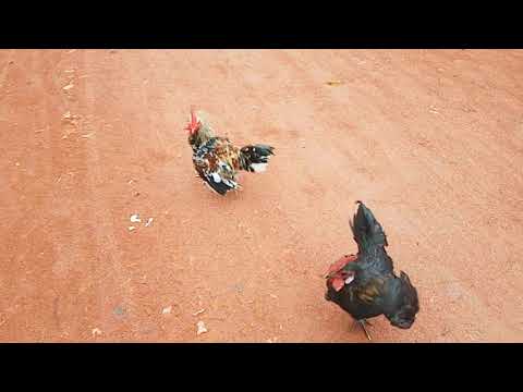Rooster Fight Video - Two Hen Fighting In the Road