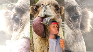 This is How Camels Flirt (and other answers to questions you didn’t ask)