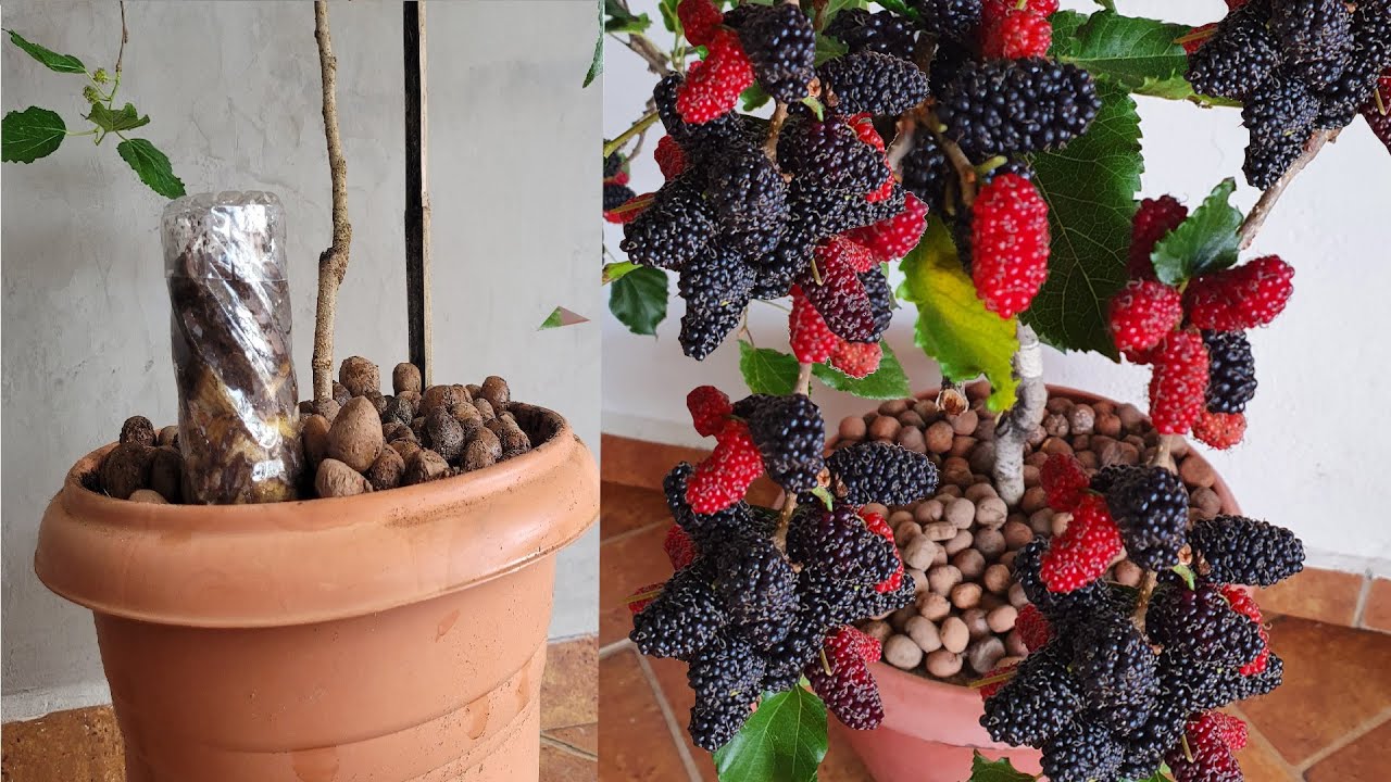 🍇AMORA PRODUZINDO MUITO no VASO em pouco tempo! PASSO A PASSO!