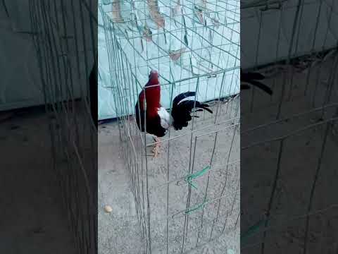 Gallera San Lorenzo valle              #lifeisbutadream #rap