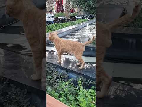 Stray cat enjoying himself at the busy place🥰