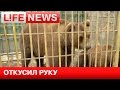 Медведь откусил руку пьяной девушке в шашлычной в Томске 