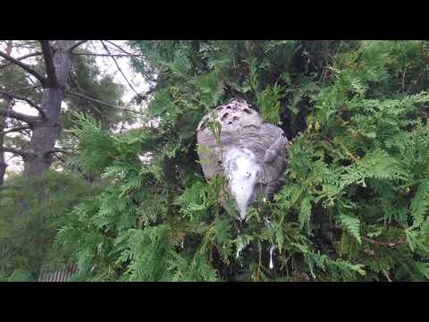Pool Party Peril in Eatontown, NJ