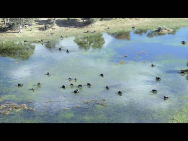 BBC - Planet Earth - Trailer