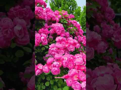 Mary Rose roses 💓#short#shortvideo #maryrose#shorts