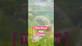 China implements major Yangtze River fishing ban to restore collapsed ecosystem