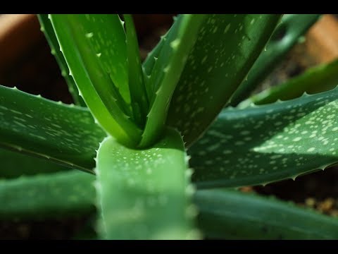 Aloe és artrosis kezelés - Térdfájdalom okai és kezelése - Fájdalomközpont
