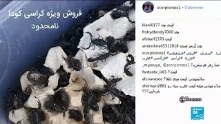 The scammers making money off scorpion farming in Iran