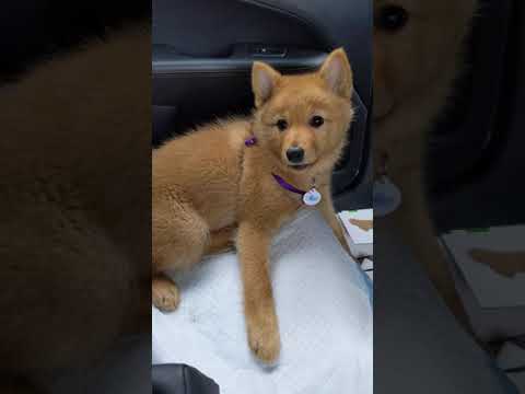 Willow the Finnish Spitz puppy back talking.
