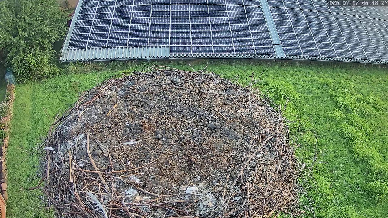 Live webcam view of Nido de Cigüeña Blanca en Pahlen