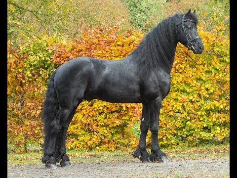 KFPS stamboekhengst Wibout 511