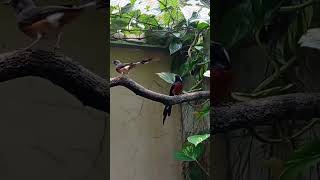 Download lagu Setting Kandang ternak Sehat #muraibatu #muraibatumedan #aviary #muraitrotolgacor mp3 Download lagu Setting Kandang ternak Sehat #muraibatu #muraibatumedan #aviary #muraitrotolgacor mp3