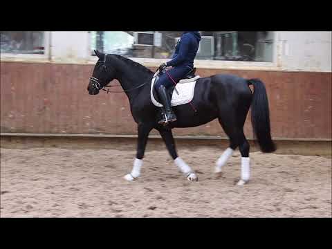 Anreiten Stute v. For Romance x Foundation