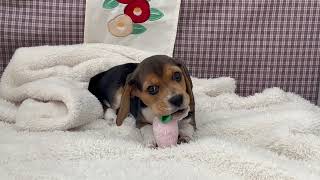 ビーグルの動画01