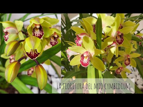 Vi mostro passo passo la fioritura del mio cymbidium: dal bocciolo al fiore! #cymbidium #orchidea