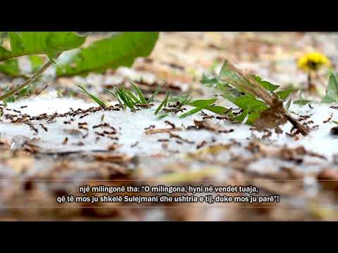 Milingona në Kur'an