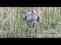 Heron Eats Big Frog Reiger Eet Kikker