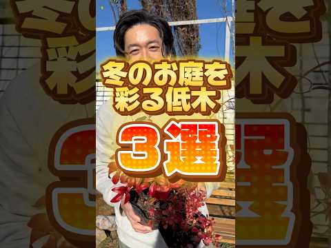 忍び寄るセアノサス開花マリー・サイモン