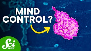 Your Microbiome and Your Brain