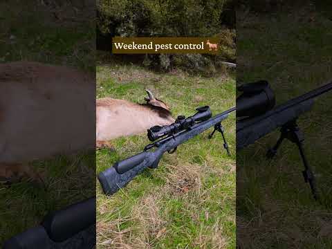 Goat curry anyone? #pestcontrol #newzealand #meateaters #shooting