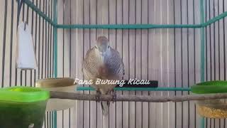 Suara MERDU Burung Perkutut LOKAL Gacor Dor Bikin ...