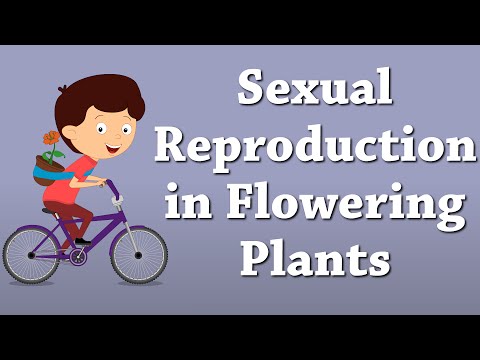 Sexual Reproduction in Flowering Plants | #aumsum