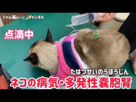 シャム猫の病気