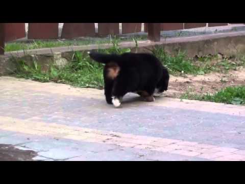 violet girl 20150518