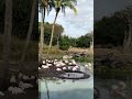 Flamingos On Kilimanjaro Safari At Disney S Animal Kingdom