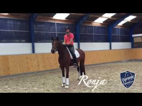 4yo mare by Franziskus x Donnerschwee