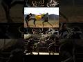 Tony Jaa Ong Bak 2 Shorts Martialarts Tutorial Training Usa India Russia