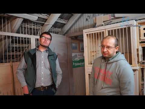 Tim & Uwe Müller  Najlepsi hodowcy z Vogelsberg Niemcy cz. I