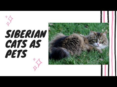 Siberian Cats as Pets - A Complete Siberian Cat Owner Guide - Breeding, Health, Care, Diet, And More