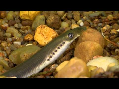 Bæklampret, flodlampret og havlamprettens ynglebiologi