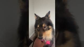 Shepherd Husky Puppies Videos