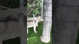 Video preview image #1 Siberian Husky Puppy For Sale in Pasadena, CA, USA