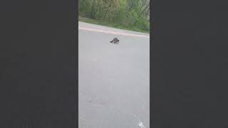 poor raccoon has rabies I called the city #raccoon #wildlife #animals #rabies #hobo