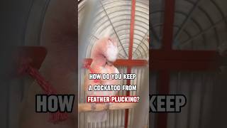 How Do You Keep a Cockatoo From Feather Plucking?