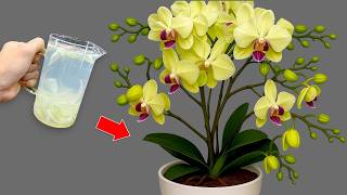1 Cup a Week! Hundreds Of Flowers Bloom All Year Long Without Fading!