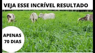 INICIO DO PASTEJO ROTACIONADO - AUMENTAMOS A PRODUTIVIDADE NA CRIAÇÃO DO GADO