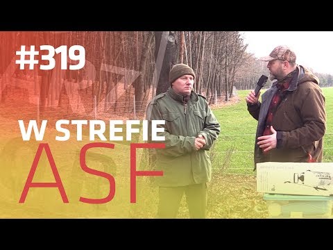 Darz Bór odc 319 - W strefie ASF