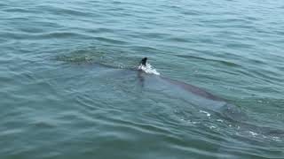 แหลมผักเบี้ย H264  + Title