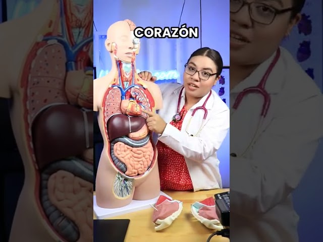 Vídeo relacionado con Lullaberry Muñeca de anatomía de peluche Emily de 45 cm, juguete educativo suave con órganos humanos extraíbles, aprende anatomía básica para niños pequeños y niños