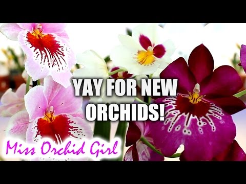 , title : 'New Phalaenopsis and Miltoniopsis Orchids!'