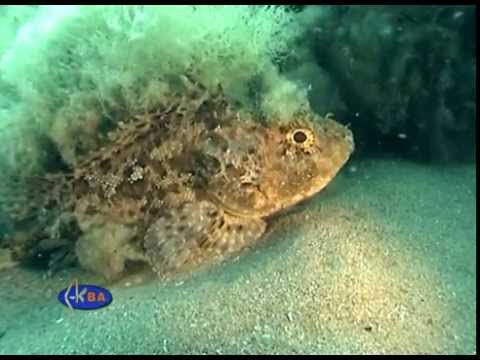European black scorpionfish hunting crab. (Scorpaena porcus)
