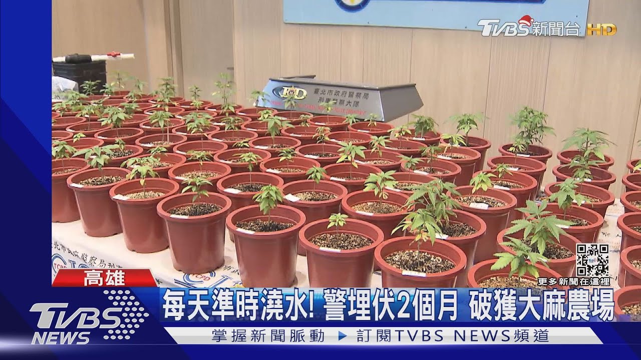 撈跨年財！透天厝種千萬大麻　銷夜店遭攔
